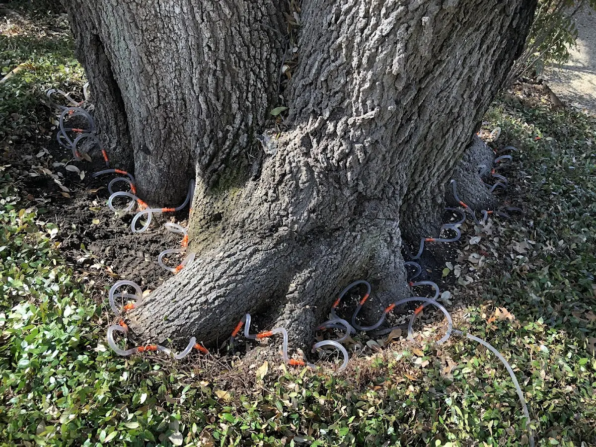 Detailed Tree Cabling and Bracing job site in Platina