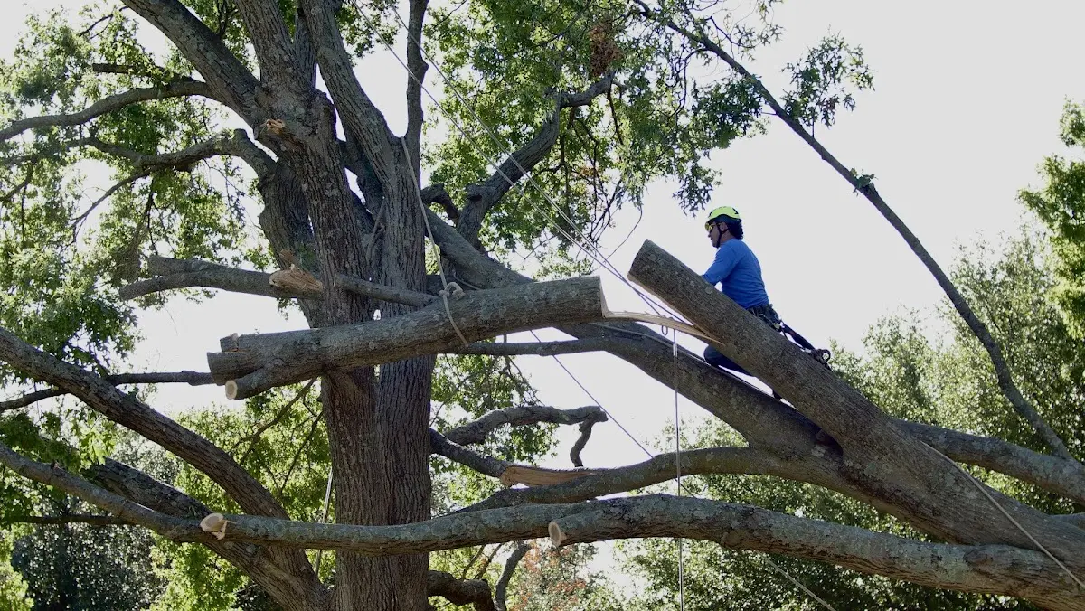 Professional Crown Thinning performed by certified arborists in Platina
