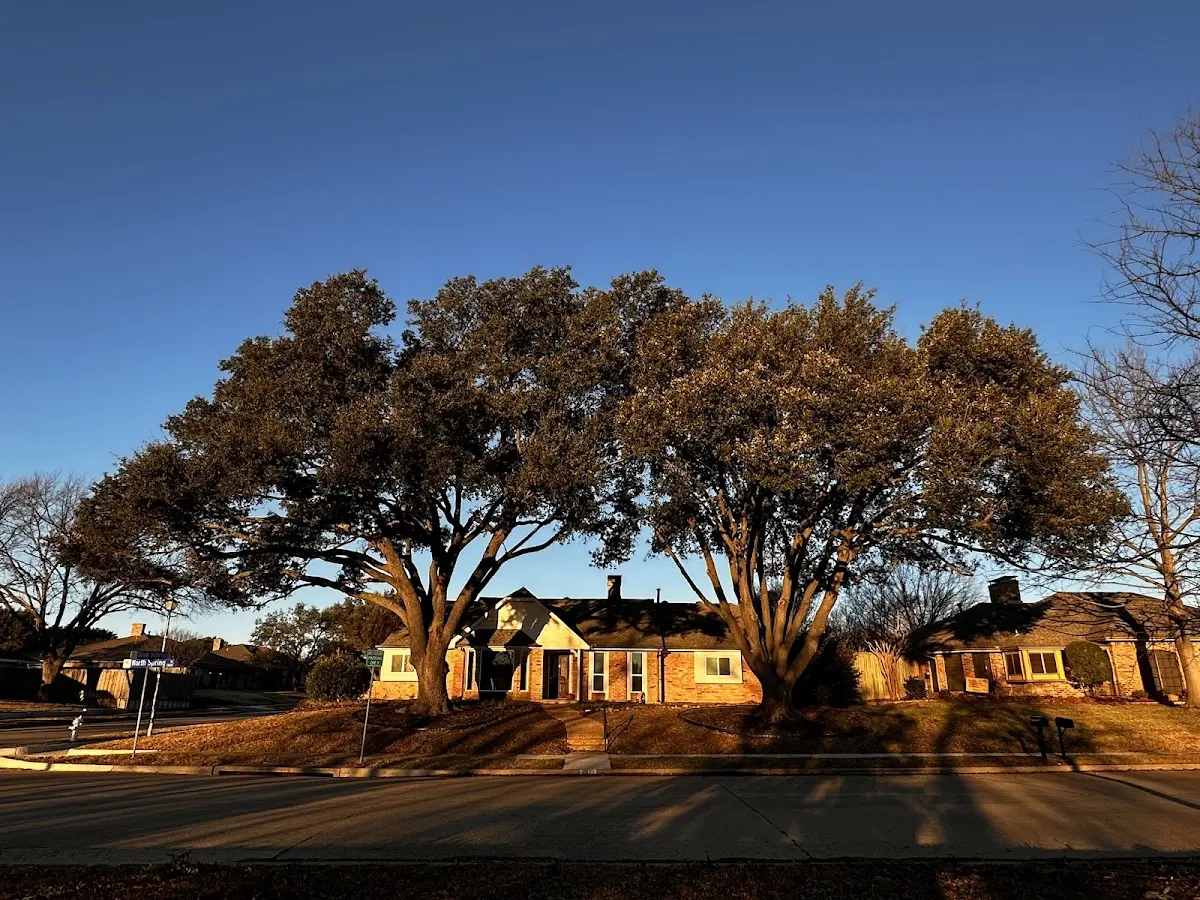 Established residential canopy tree shading a home in Platina